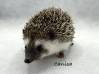 photo of hedgehog for sale