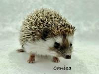 photo of hedgehog for sale