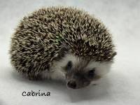 hedgehog photo