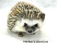 hedgehog photo