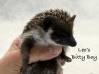photo of hedgehog for sale
