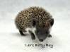 photo of hedgehog for sale