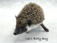 photo of hedgehog for sale