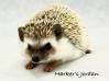 photo of hedgehog for sale