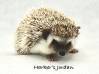 photo of hedgehog for sale