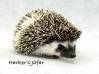 photo of hedgehog for sale