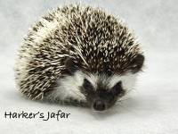 photo of hedgehog Harker's Jafar, for sale