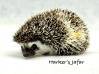 photo of hedgehog for sale