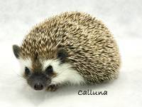 hedgehog photo