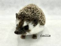 hedgehog photo