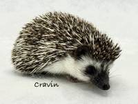 hedgehog photo