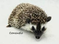 photo of hedgehog Consuelo, for sale