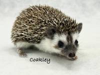 hedgehog photo