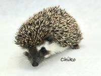 photo of hedgehog Chiko, for sale