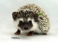 photo of hedgehog Hahn, for sale