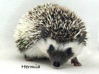 photo of hedgehog Hermia, for sale