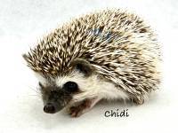 photo of hedgehog Chidi, for sale