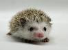 photo of hedgehog for sale
