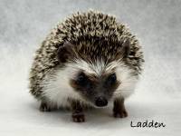 photo of hedgehog Harker's Ladden, for sale