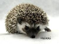 photo of hedgehog Heiiki, for sale