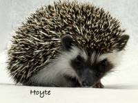 photo of hedgehog Hoyte, for sale
