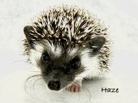photo of hedgehog Haze, for sale