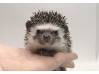 photo of hedgehog for sale