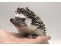 photo of hedgehog for sale