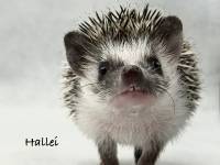 photo of hedgehog Hallei, for sale