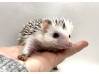 photo of hedgehog for sale