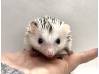 photo of hedgehog for sale