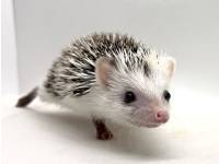 photo of hedgehog for sale