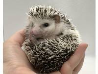 hedgehog photo