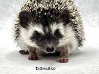 hedgehog photo