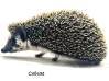 photo of hedgehog for sale