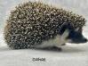photo of hedgehog for sale