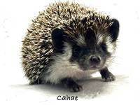photo of hedgehog for sale