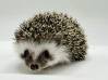 photo of hedgehog for sale