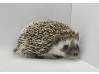 photo of hedgehog for sale