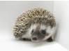photo of hedgehog for sale