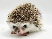 hedgehog photo