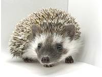photo of hedgehog for sale