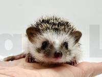 photo of hedgehog Trista, for sale