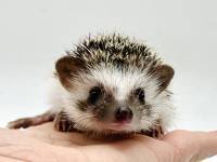 hedgehog photo