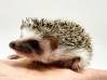 photo of hedgehog for sale