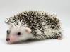 photo of hedgehog for sale
