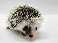 hedgehog photo