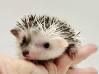 photo of hedgehog for sale
