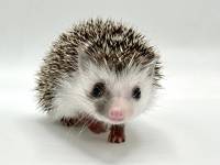 hedgehog photo