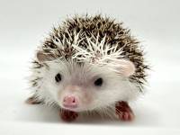 photo of hedgehog for sale